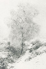 Les Bouleaux argentés