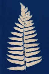 Common Polypody | Christmas Fern