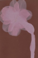 Botanical Photograms