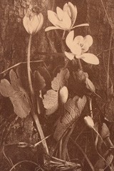 Sanguinaria (Bloodroot)