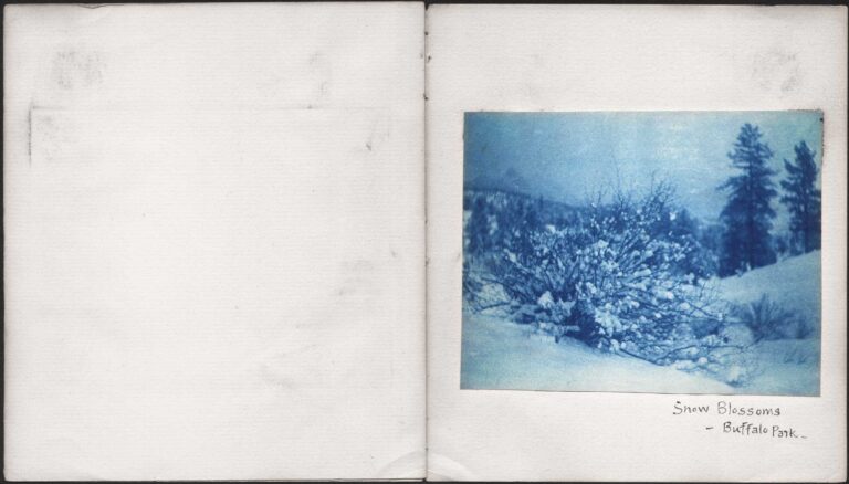 Snow Blossoms |  Buffalo Park