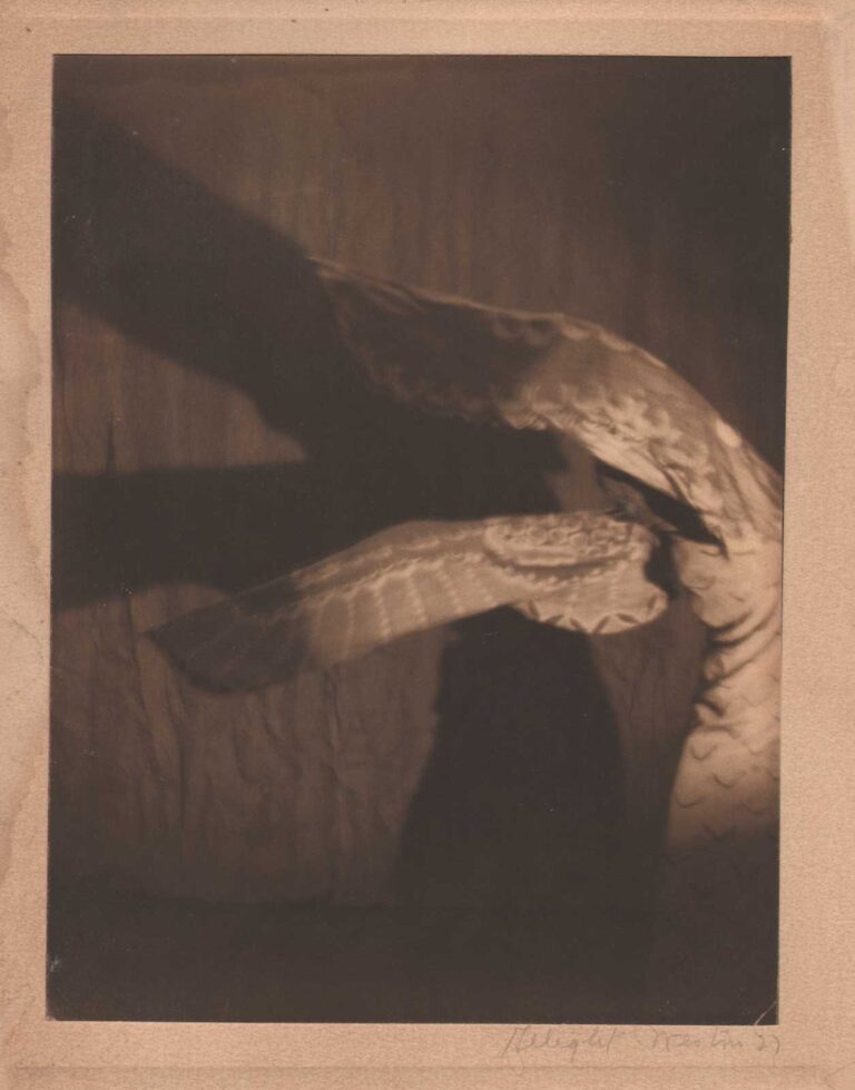 Dancing Wings in the Shadows