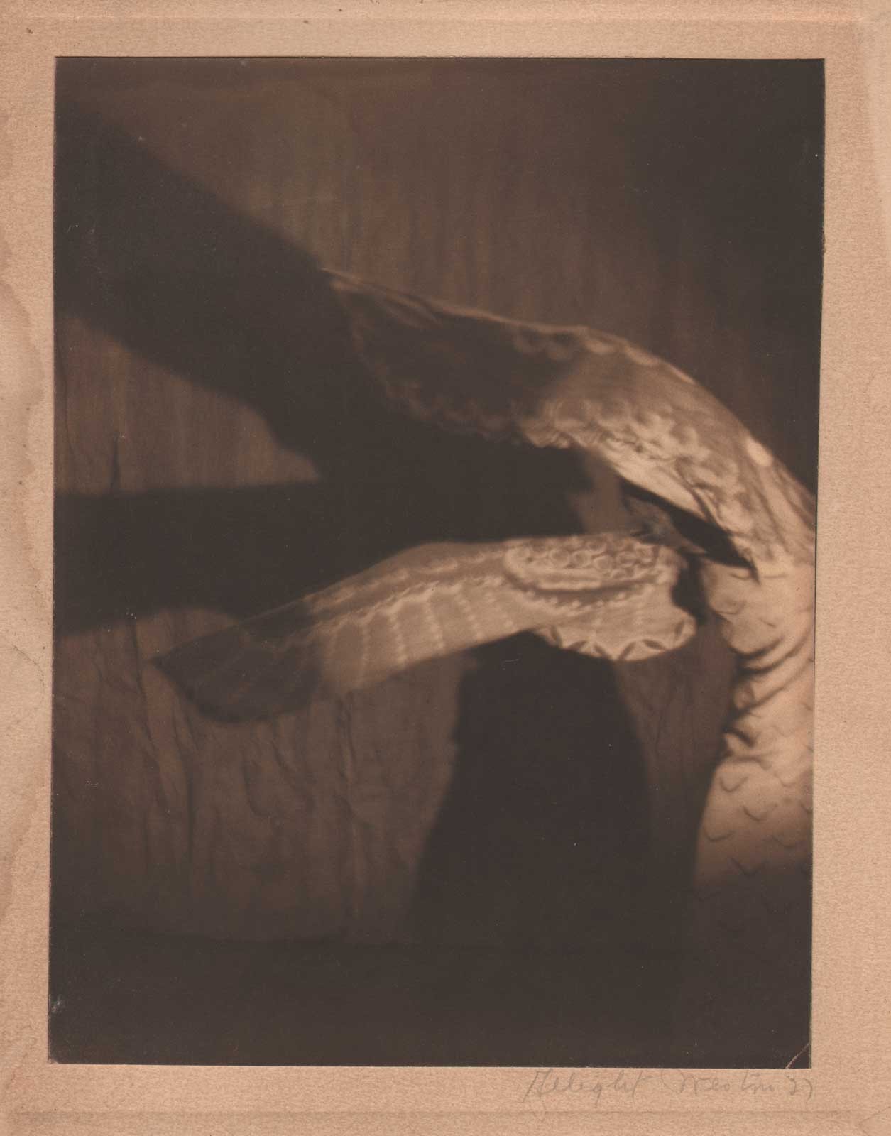 Dancing Wings in the Shadows