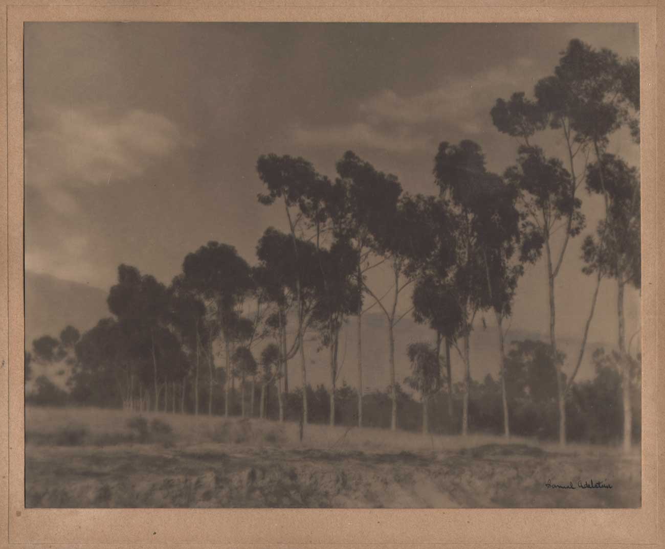 Santa Barbara Landscape