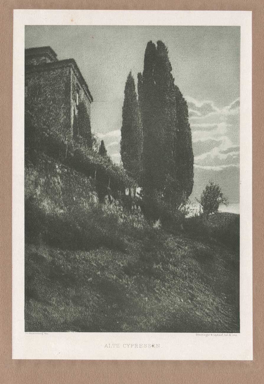 Alte Cypressen