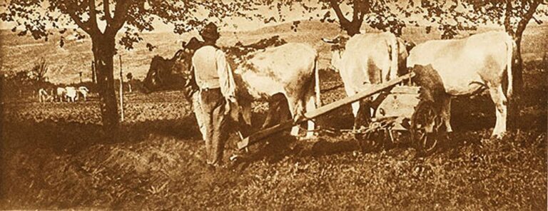 Une Charrue à Vérone