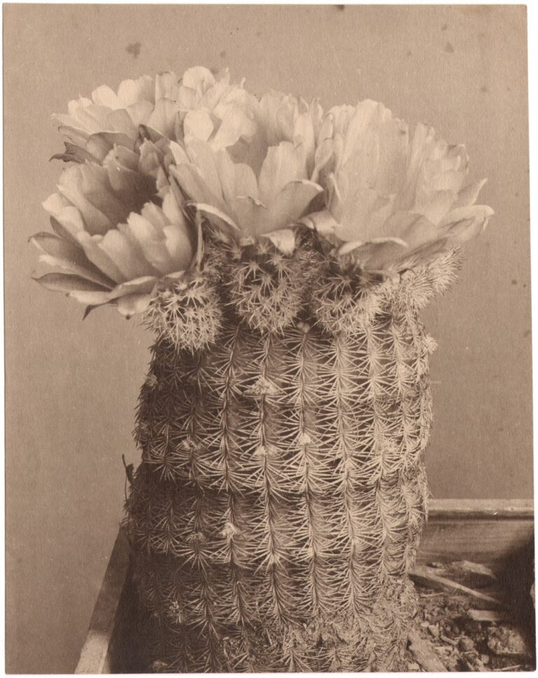 Echinocereus Cactus of unknown Species