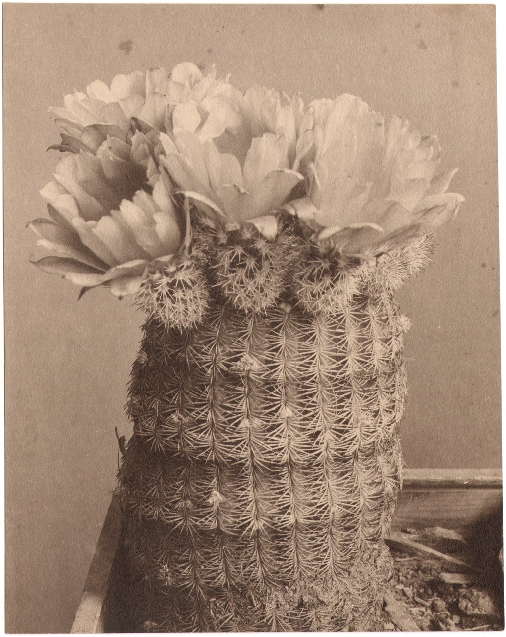 Echinocereus Cactus of unknown Species