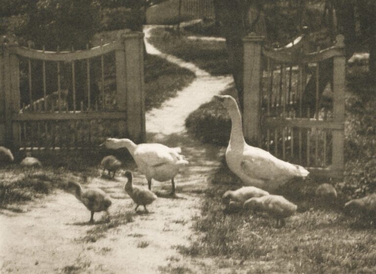 Aufnahme von Dr. Ed. Arning, Hamburg