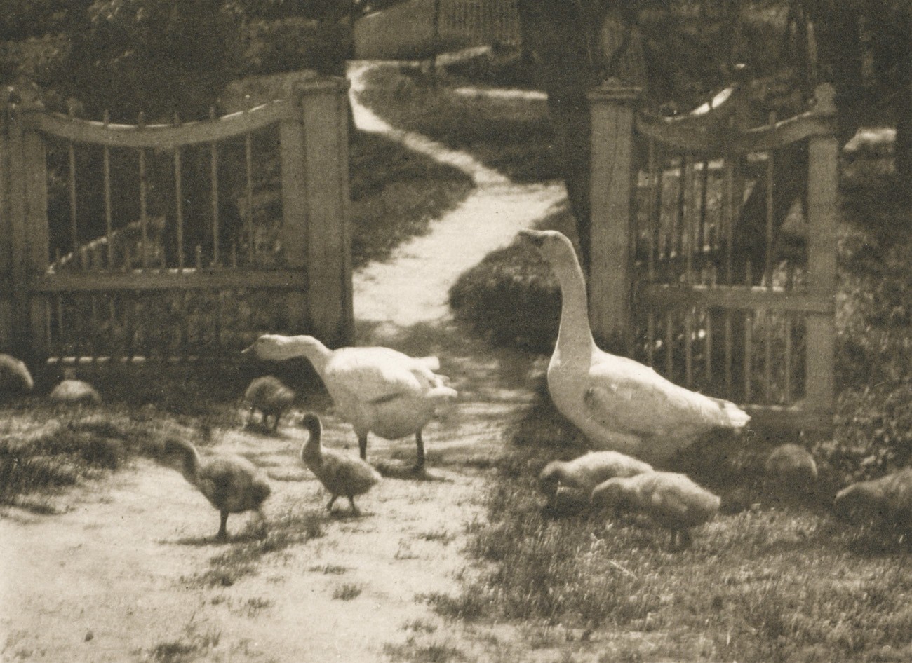 Aufnahme von Dr. Ed. Arning, Hamburg