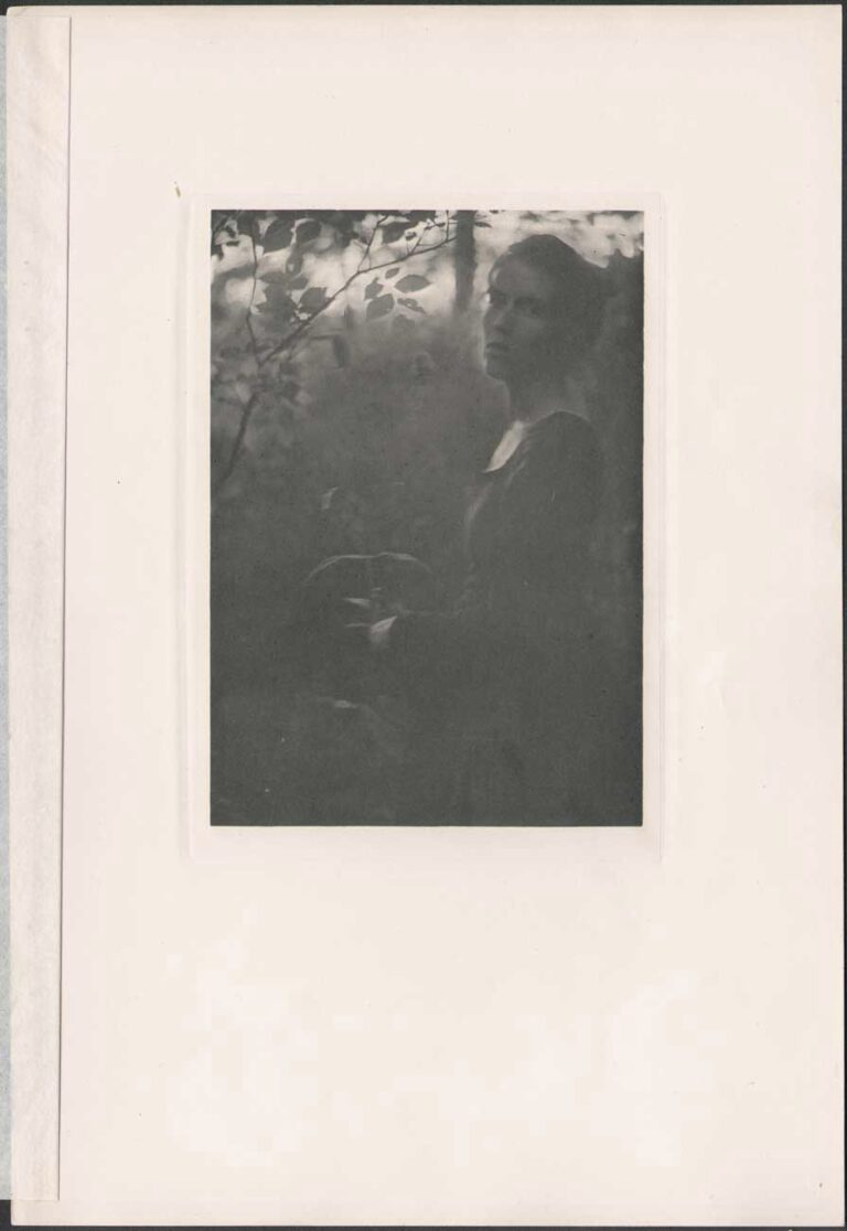 At the Edge of the Woods ⎯ Evening