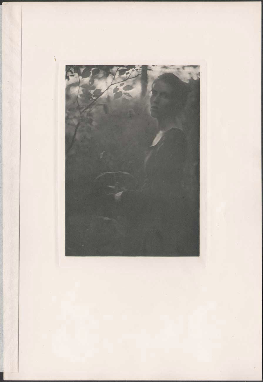 At the Edge of the Woods ⎯ Evening