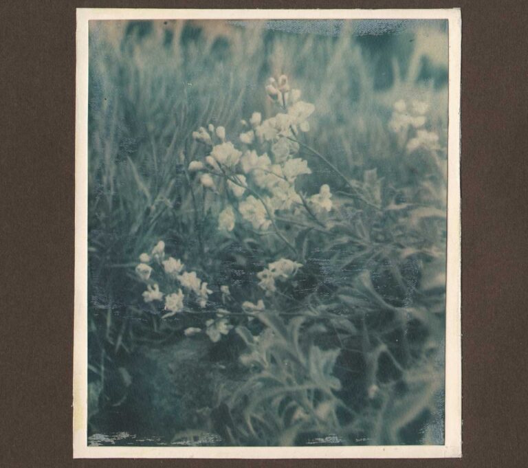 Baby’s Breath Growing in Wild