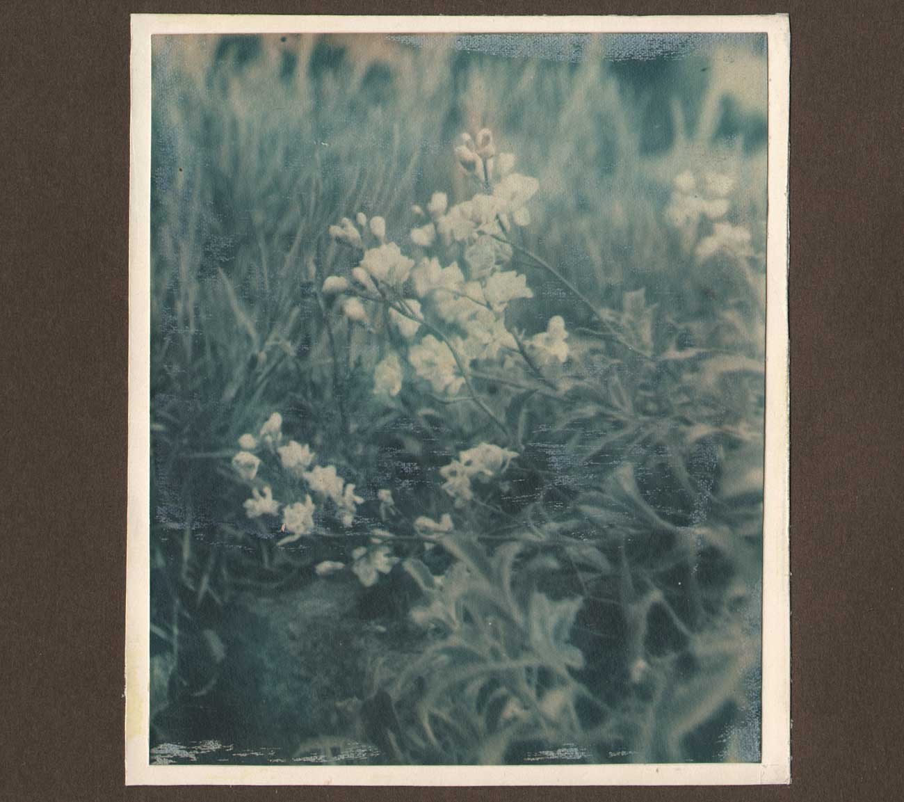 Baby’s Breath Growing in Wild