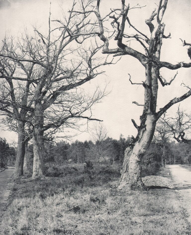 Forêt de Fontainebleau