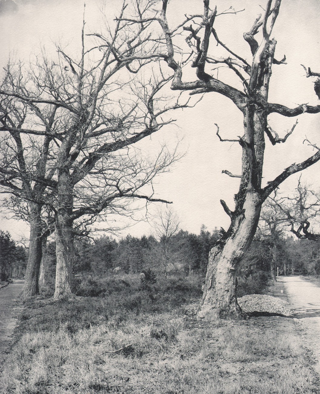 Forêt de Fontainebleau