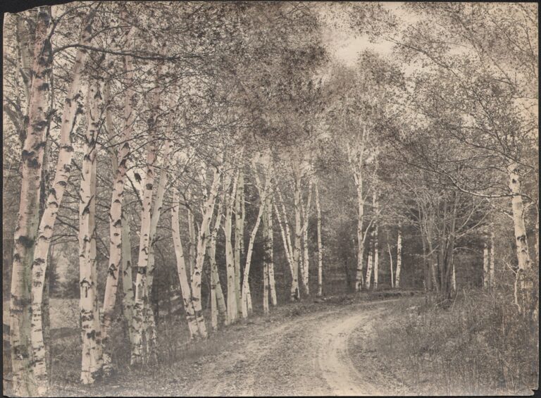 Birch Drive near Waterford, Vermont