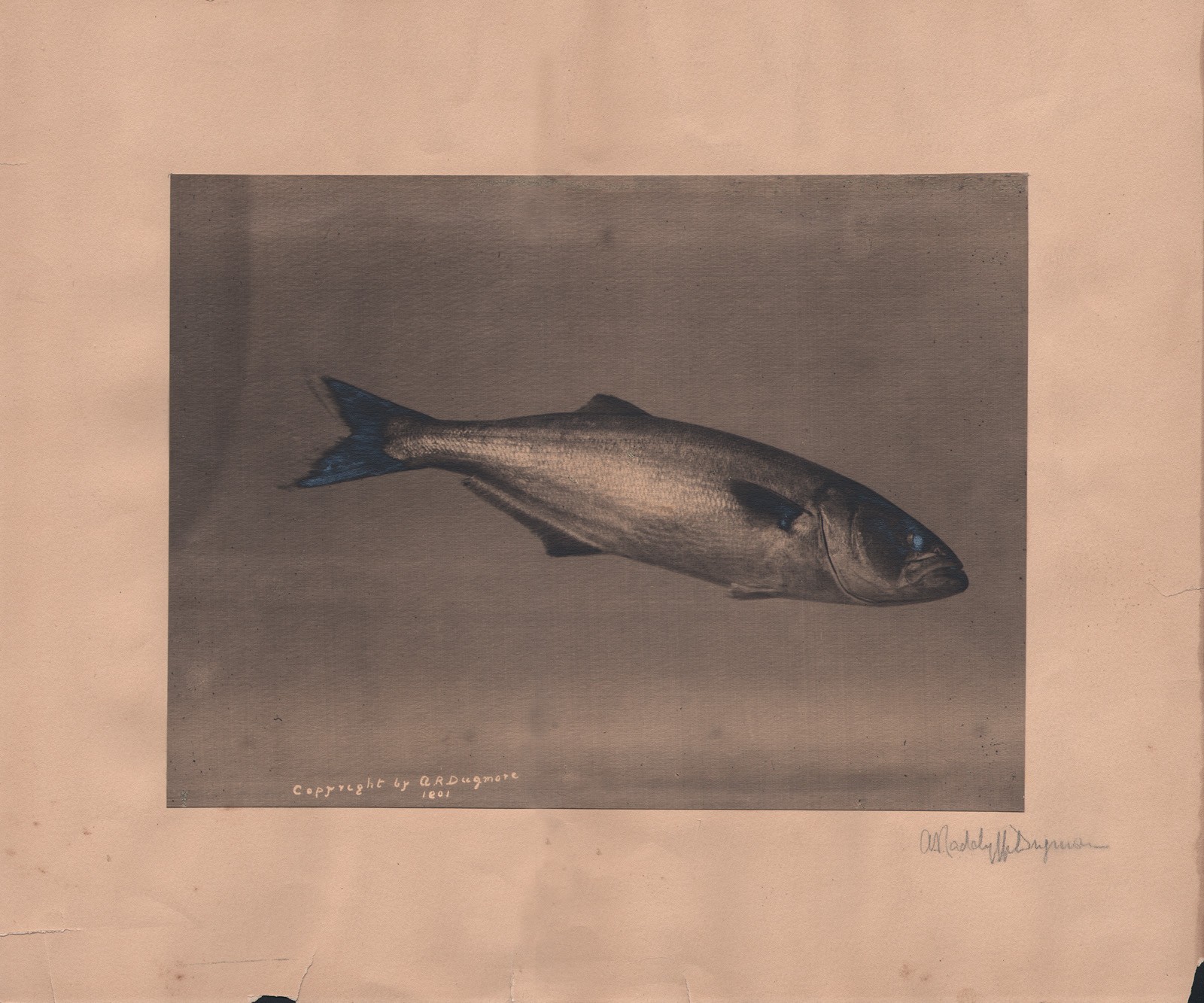 Bluefish, from Life (Pomatomus saltatrix)