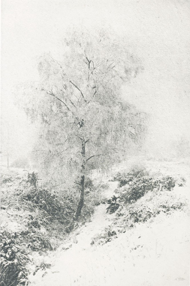 Les Bouleaux argentés