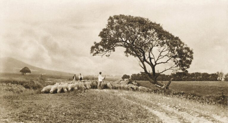 Returning From Pasture