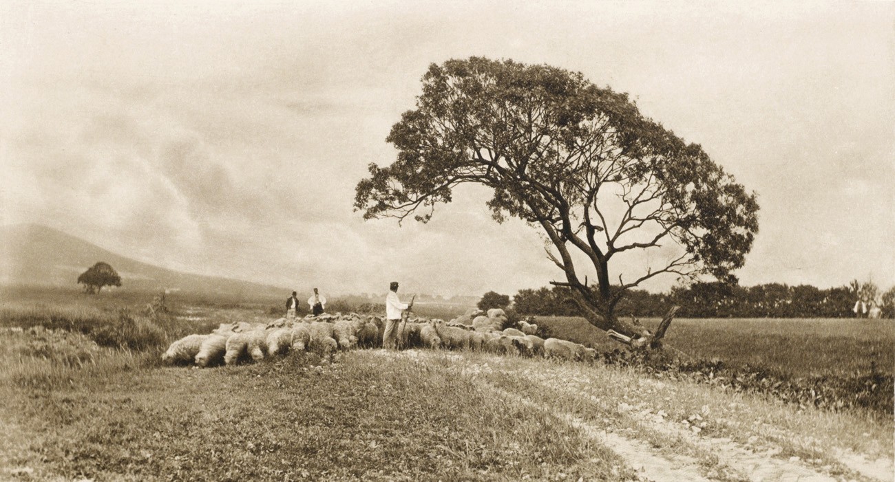 Returning From Pasture