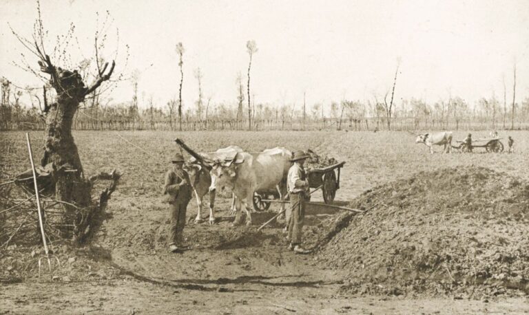 Attelage de boeufs près Pavie
