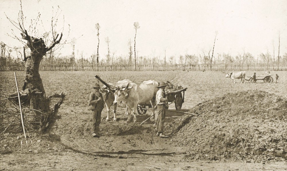Attelage de boeufs près Pavie