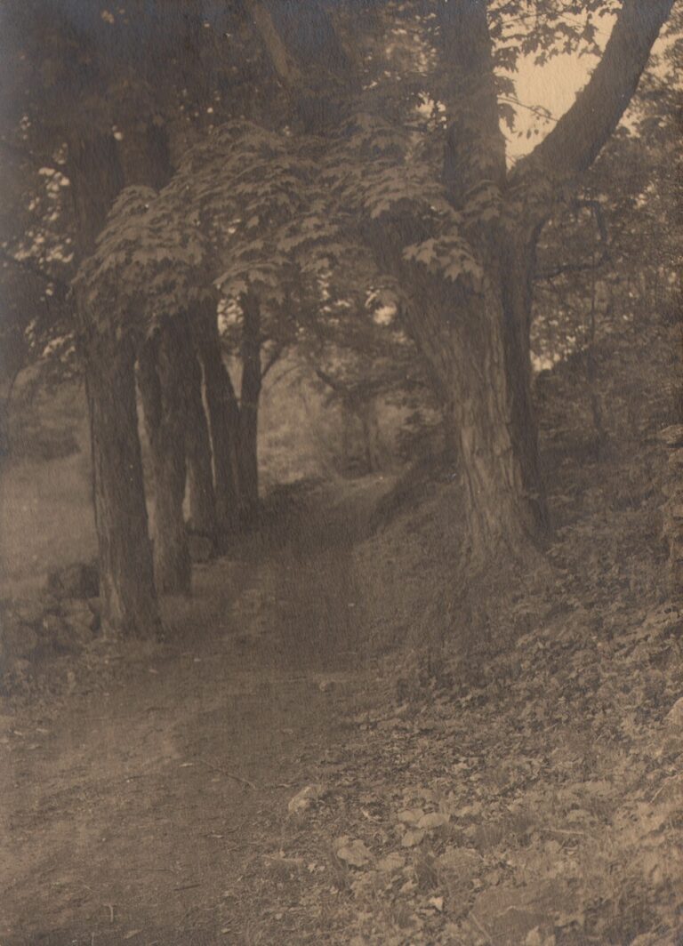 The Maple-Shaded Lane