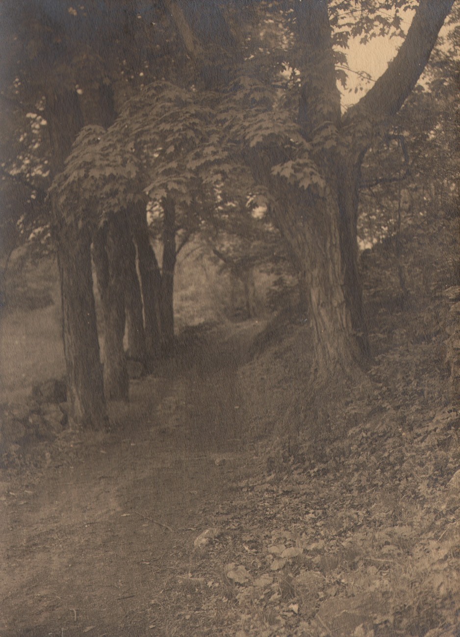 The Maple-Shaded Lane