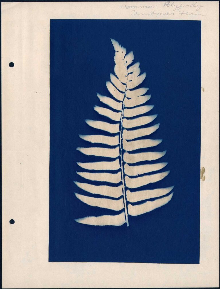 Common Polypody | Christmas Fern