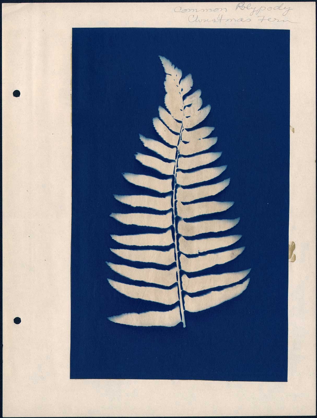 Common Polypody | Christmas Fern