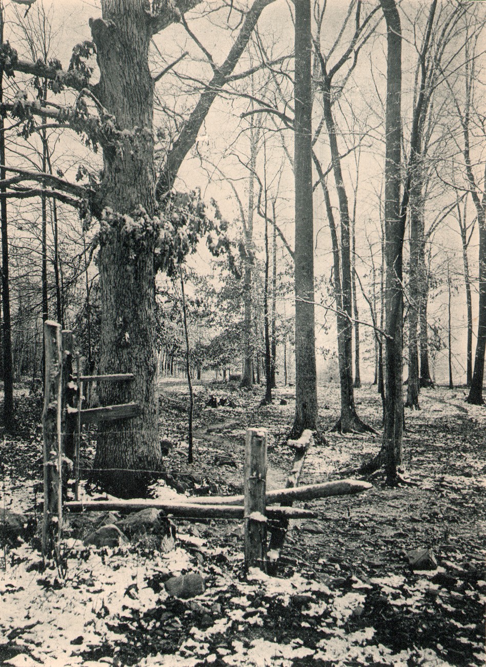 Christmas Morning in the Woods