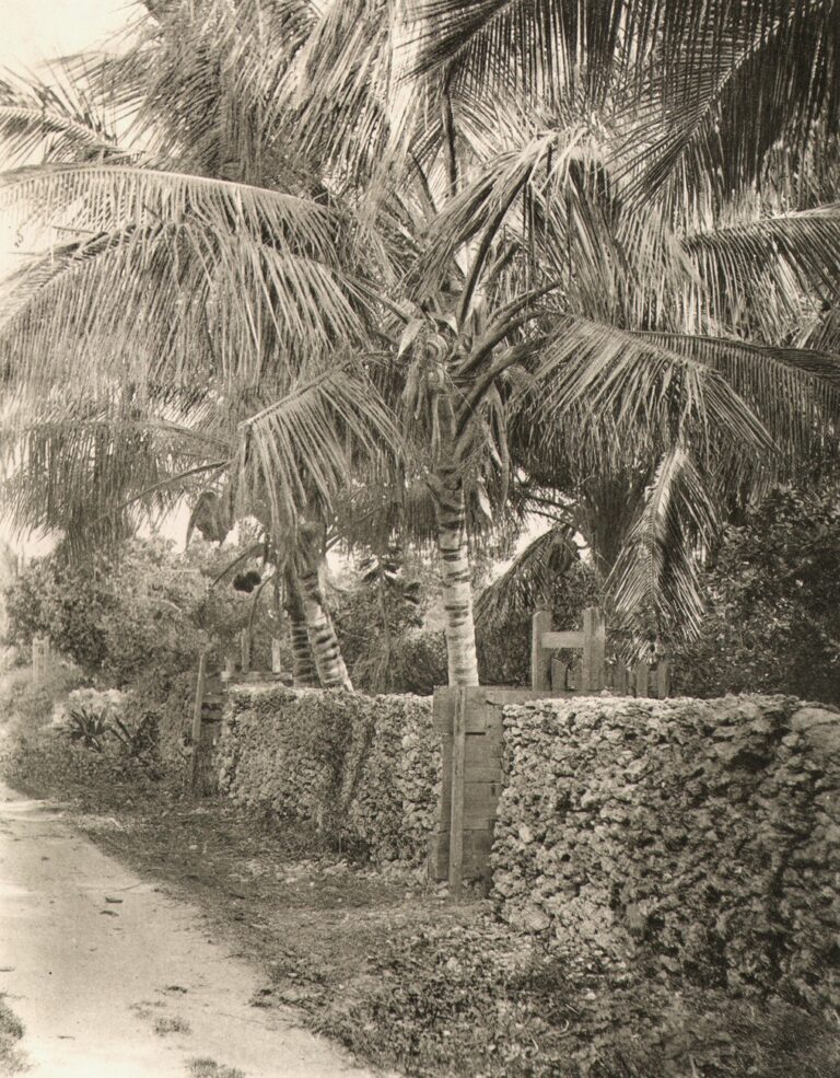 Coconut Palms