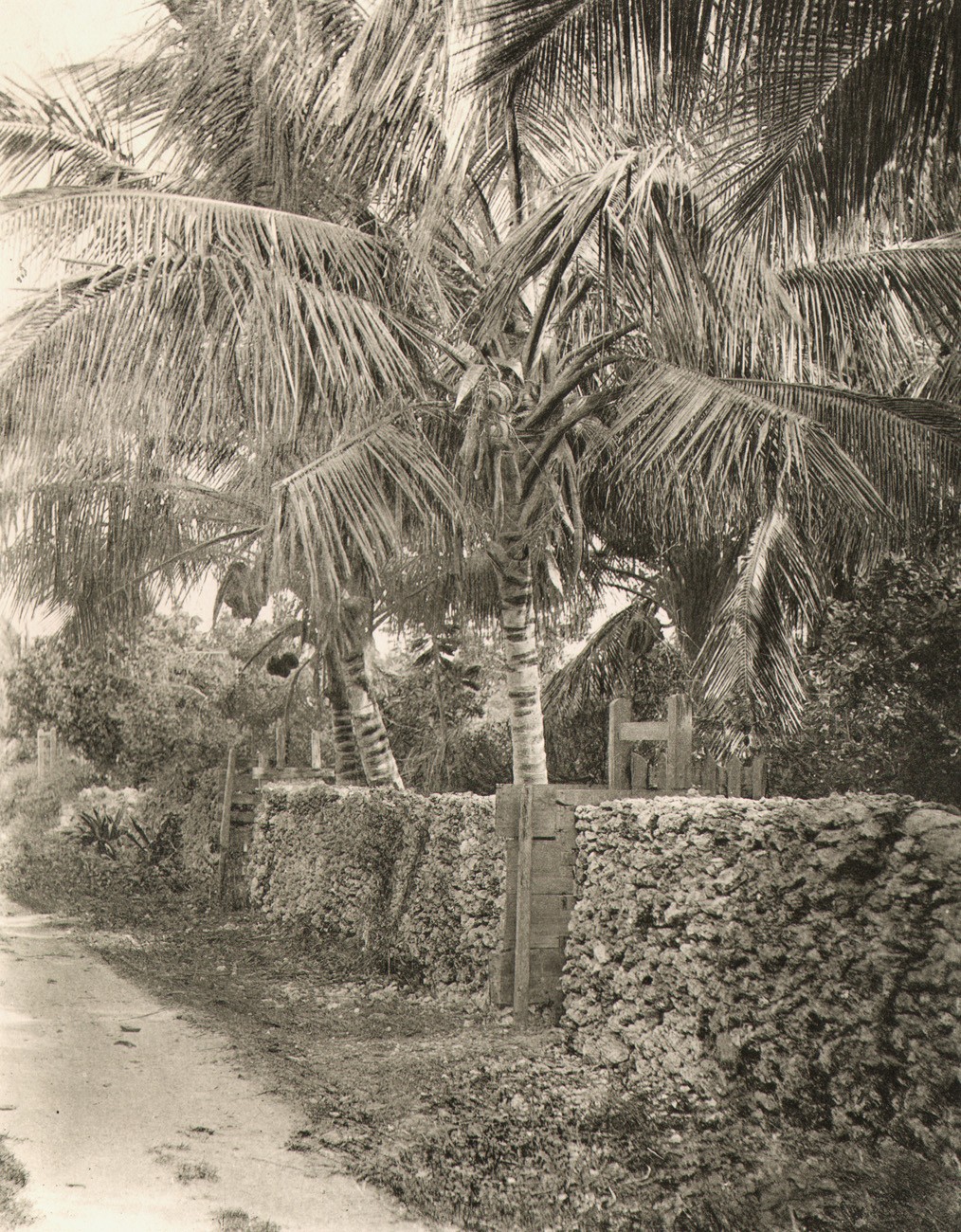 Coconut Palms