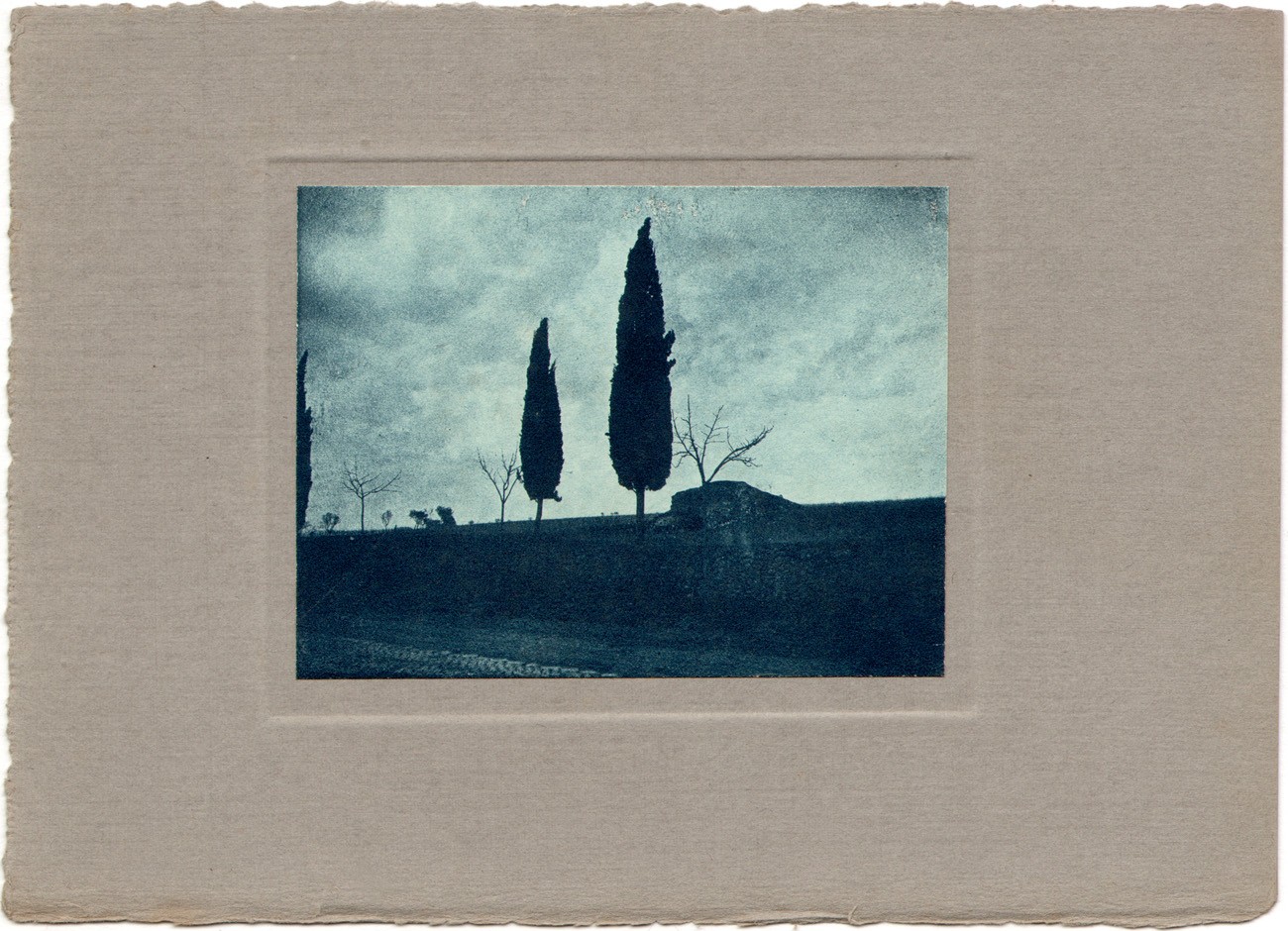 Cypress Trees on Side of Roadway