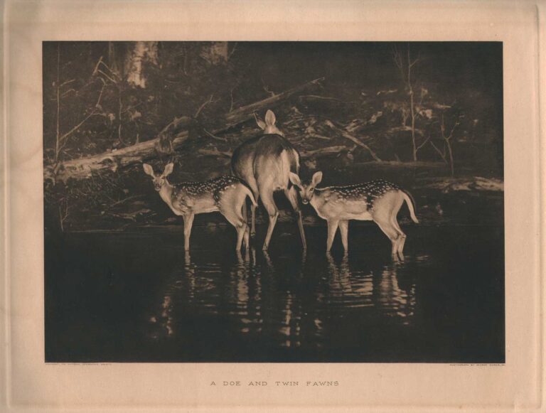 A Doe and Twin Fawns