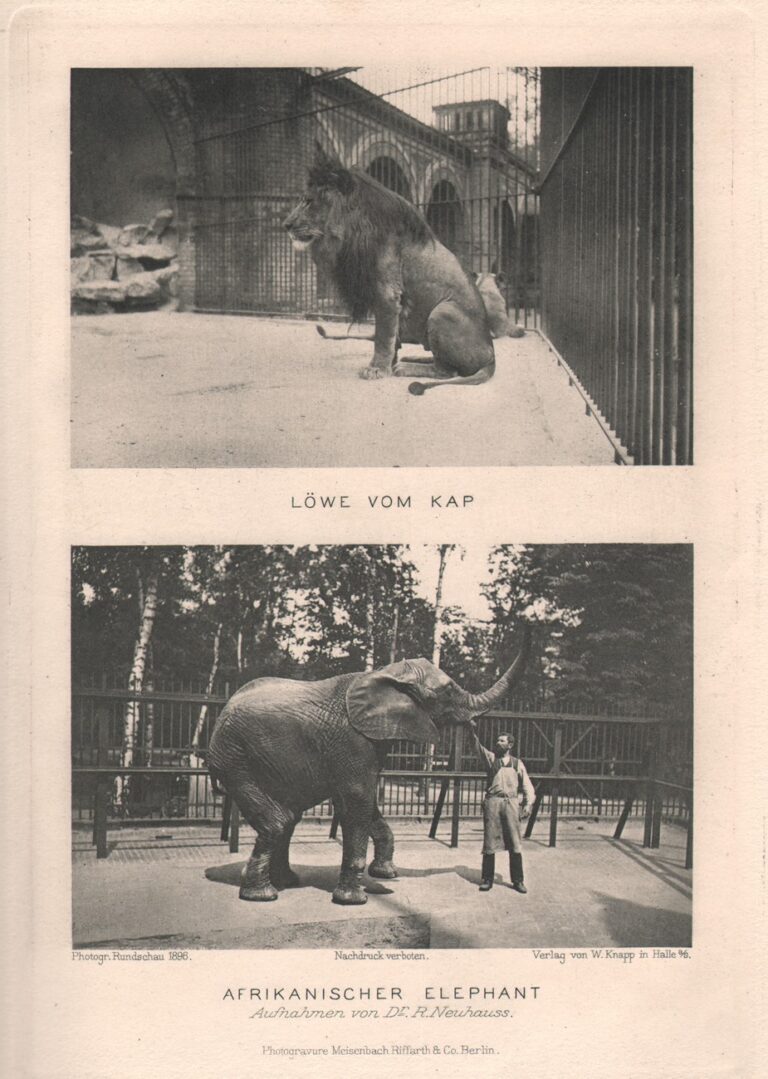 Diptych: Löwe vom Kap & Afrikanischer Elephant