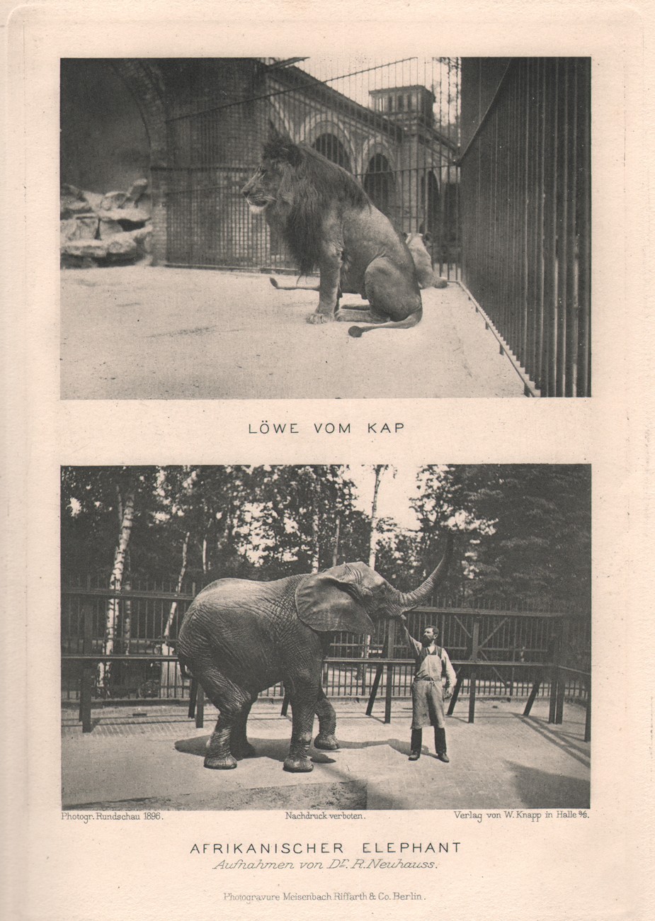 Diptych: Löwe vom Kap & Afrikanischer Elephant