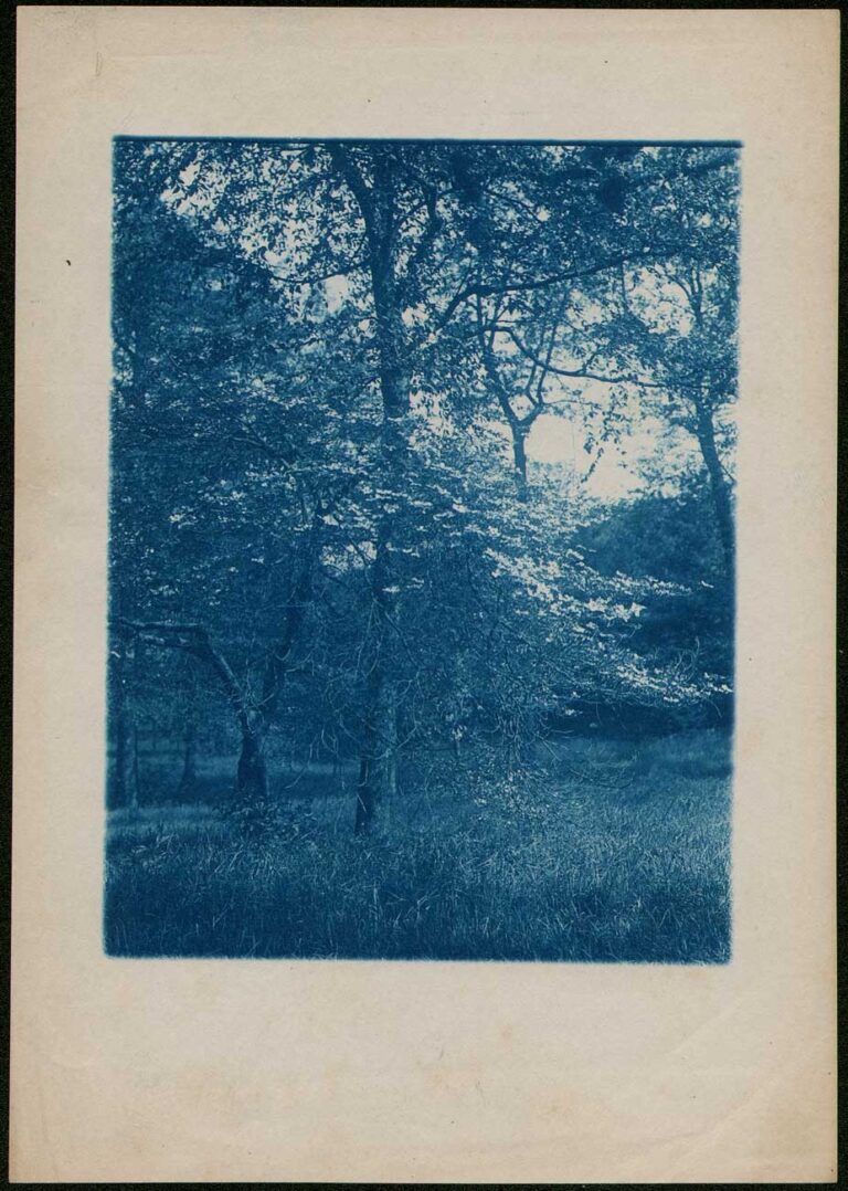 Dogwood Tree in Bloom