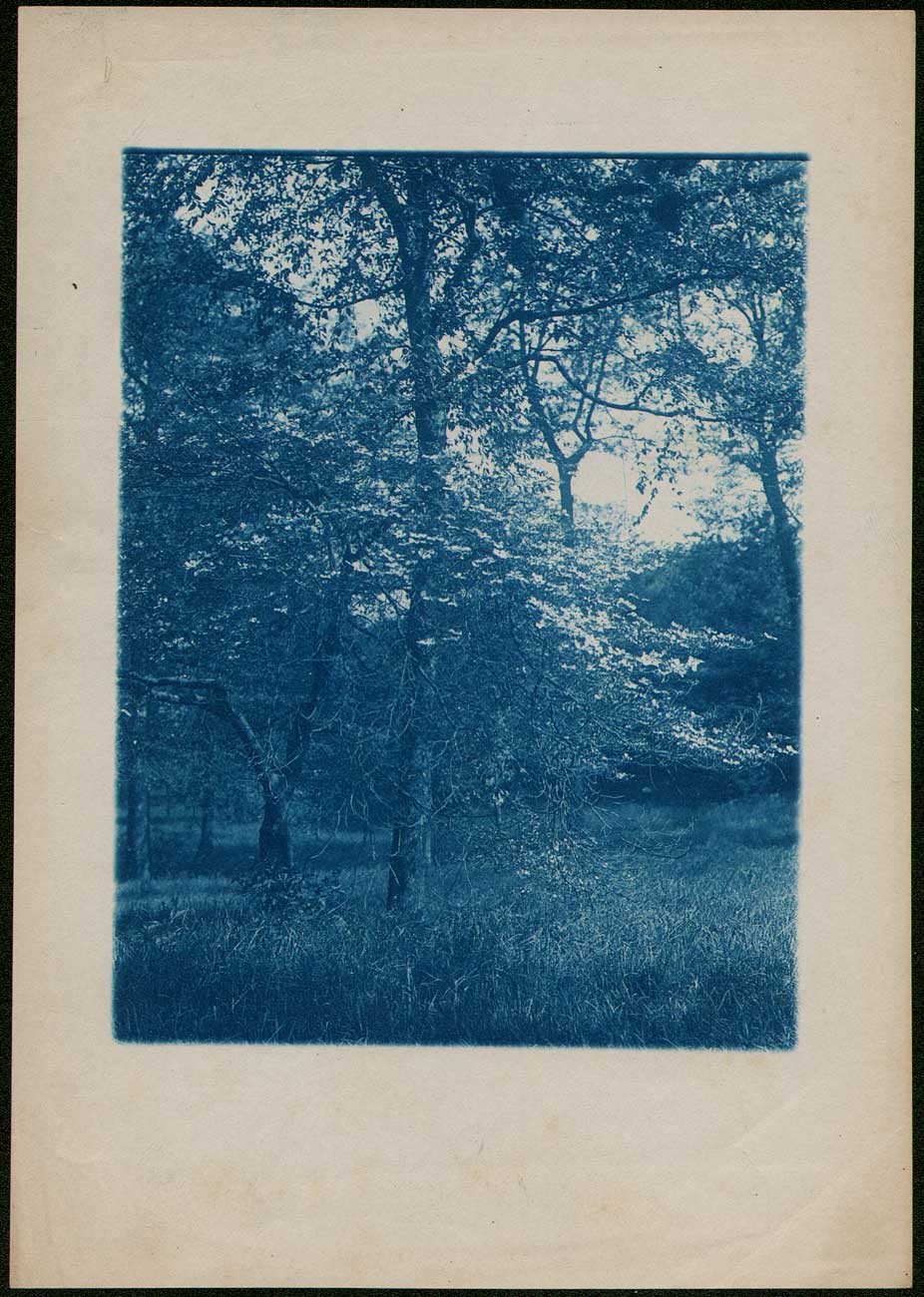 Dogwood Tree in Bloom