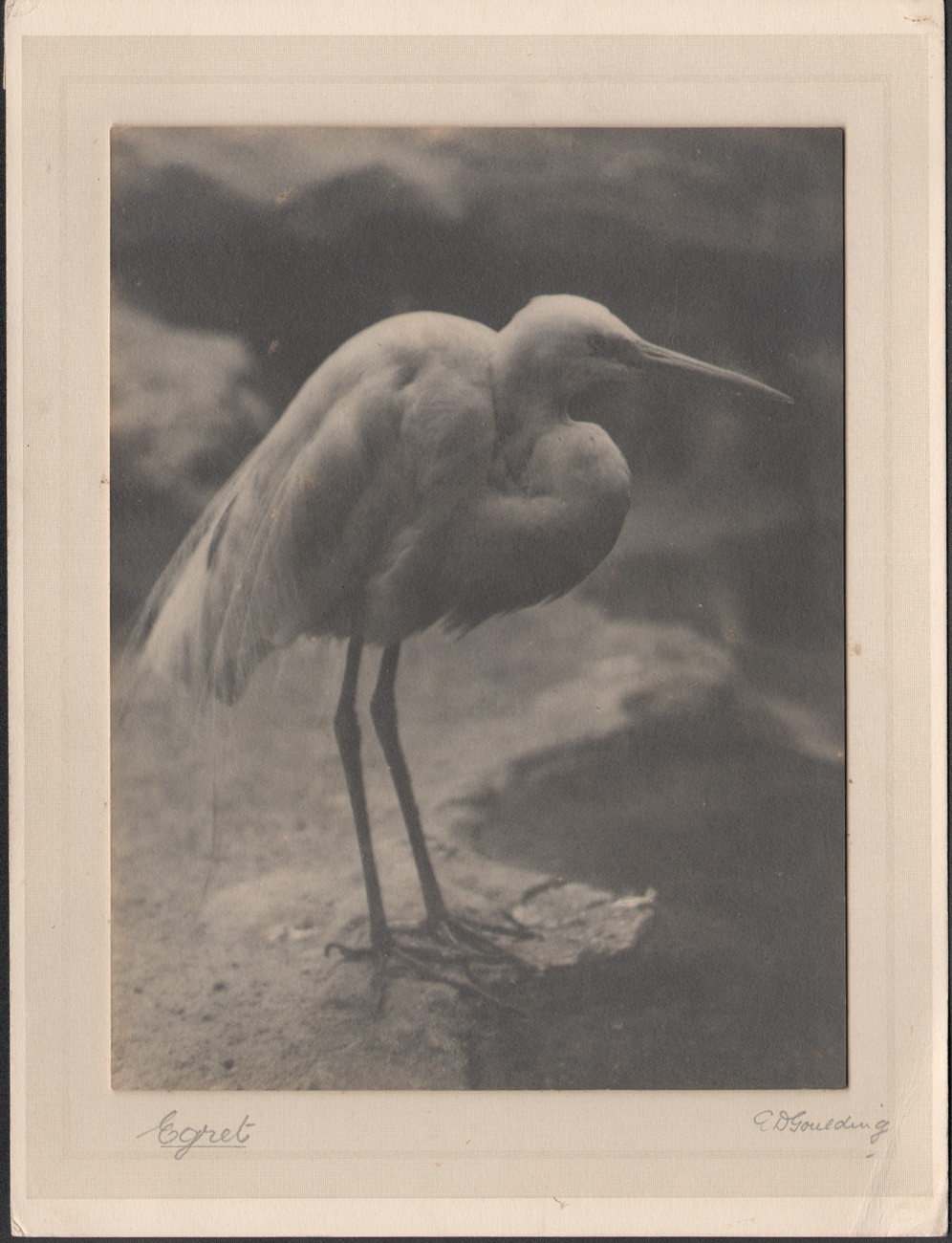 Egret