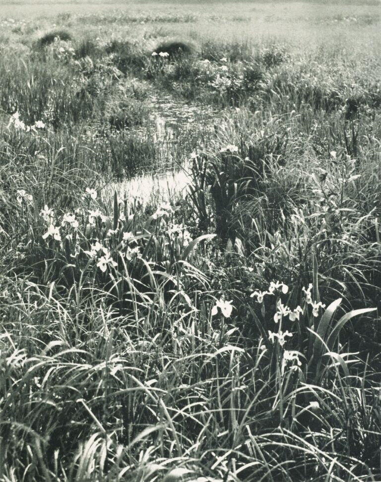 Lilies (Fleur-de-lis)