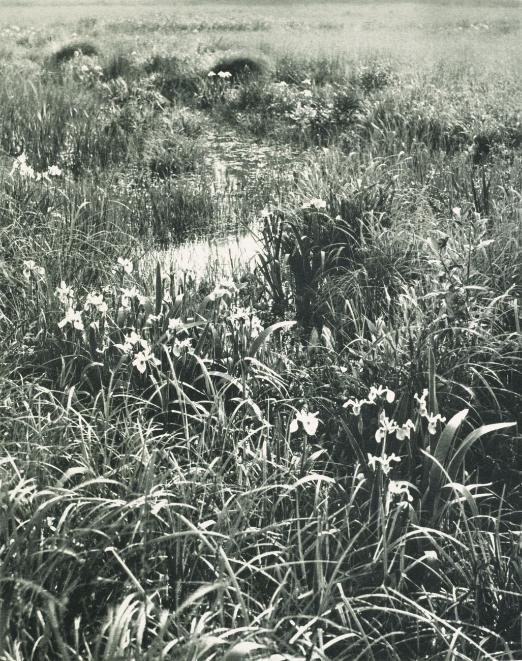 Lilies (Fleur-de-lis)