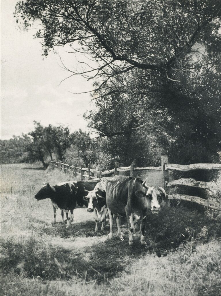 Aufnahme von R. Eickemyer Jr In New-York