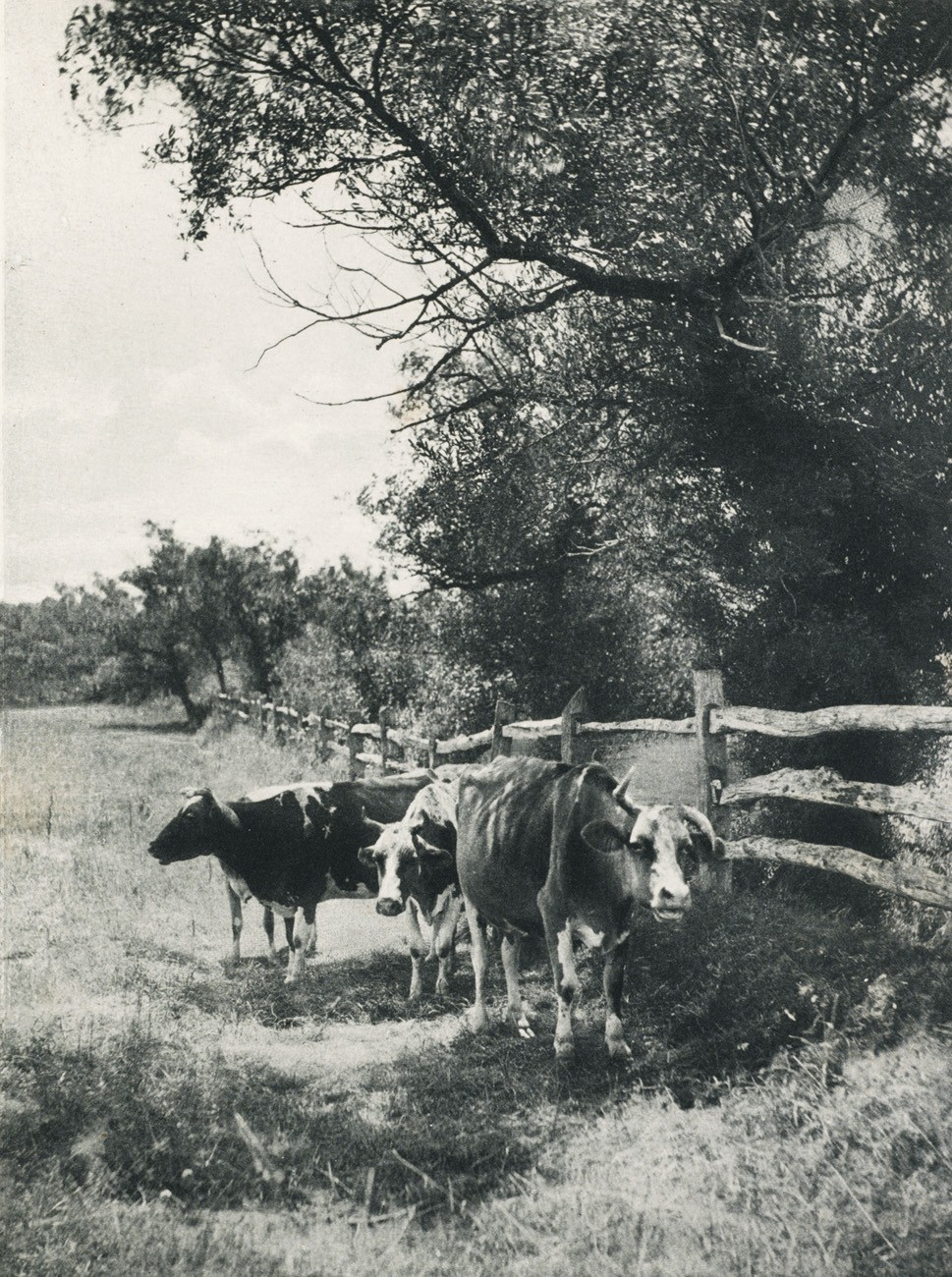 Aufnahme von R. Eickemyer Jr In New-York