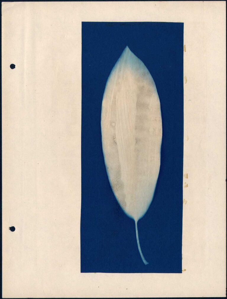 Elongated Leaf form Specimen