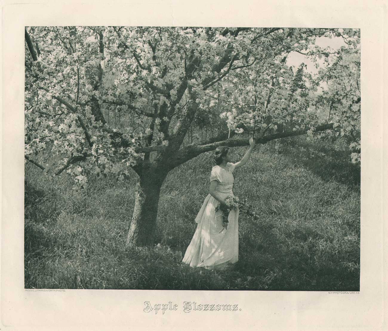 Apple Blossoms