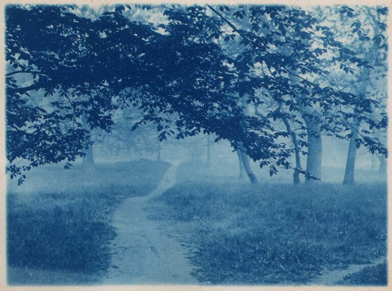 Foggy Park Trail through Meadow