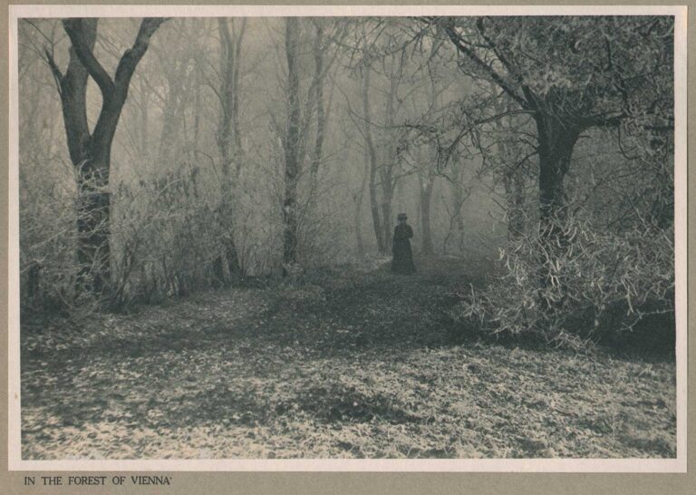 In the Forest of Vienna