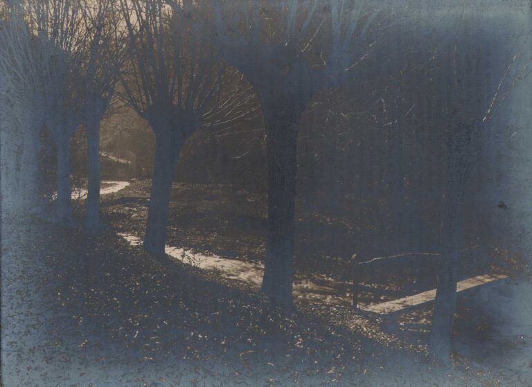 Derniers Rayons Dans la Forêt